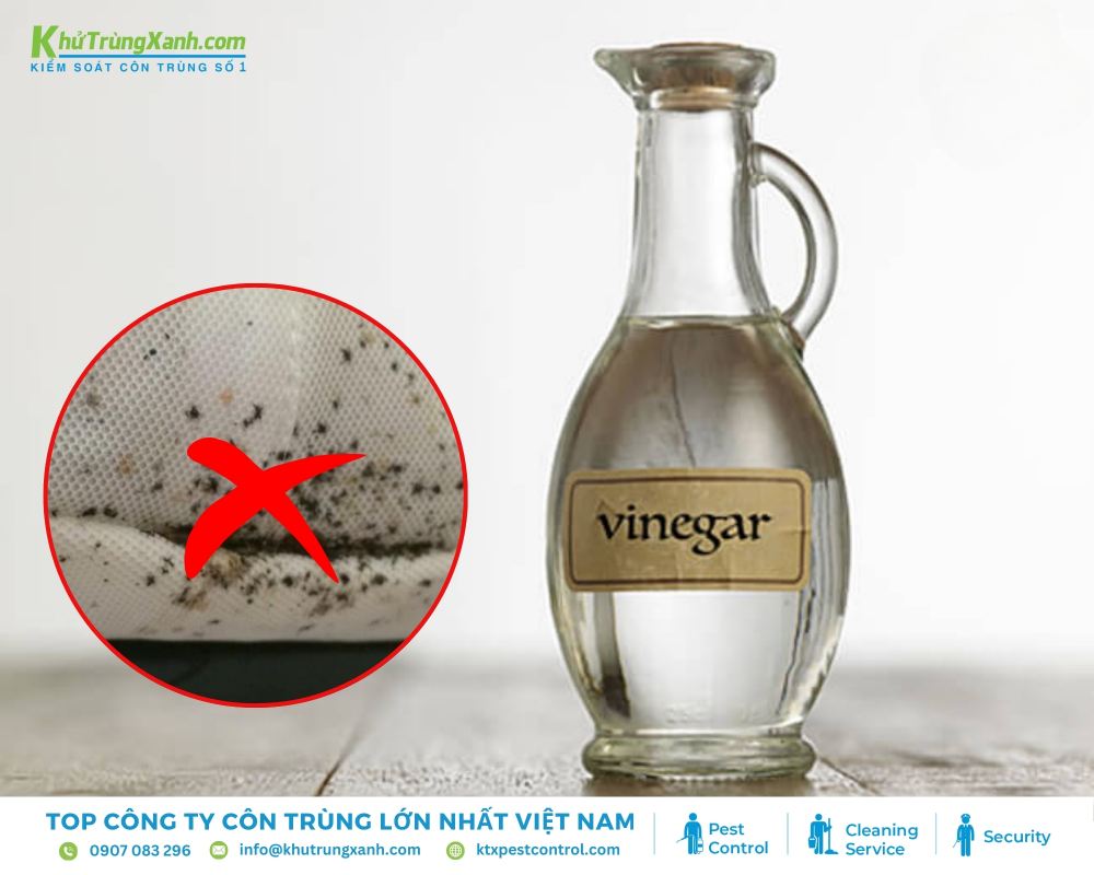 Trong giấm táo chứa  axit acetic giúp diệt rệp giường tận gốc