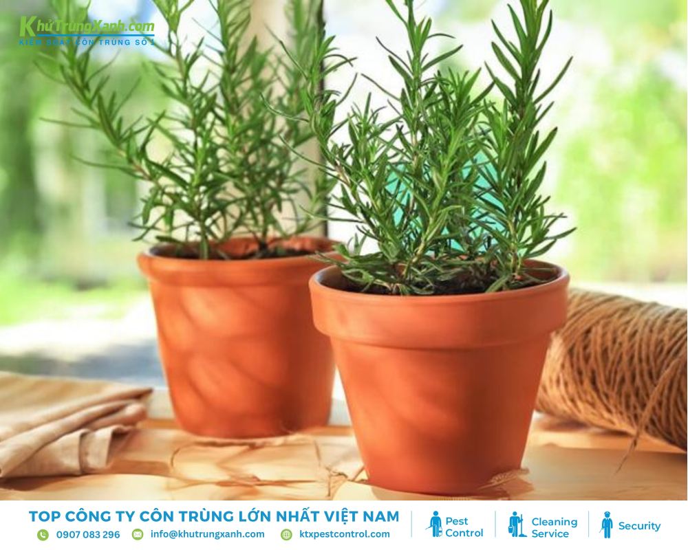 Trồng các loại hoa có mùi hương thơm để xua đuổi rệp giường