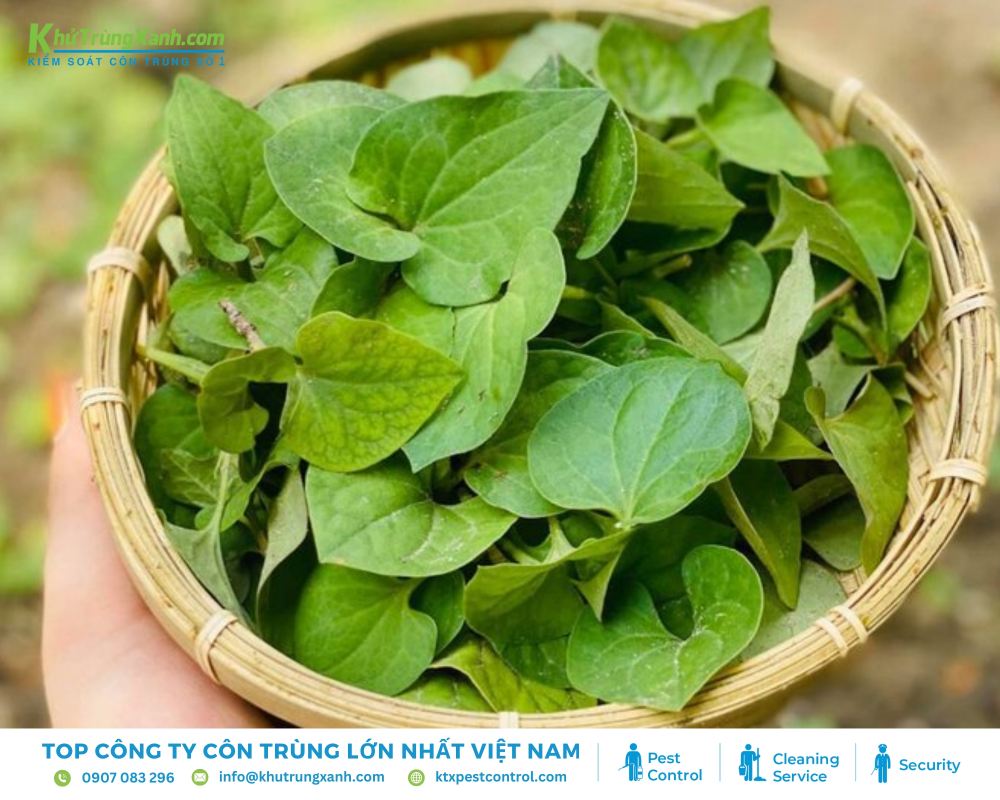 Diệt côn diệt rệp giường hiệu quả bằng lá diếp cá