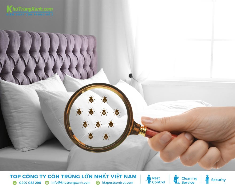 Những triệu chứng thường gặp khi bị rệp giường cắn