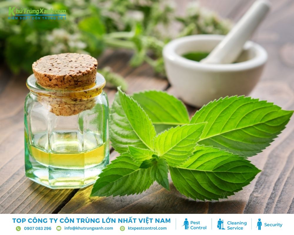 Rải lá bạc hà khô đã nghiền nát ở những chỗ rệp giường thường xuất hiện