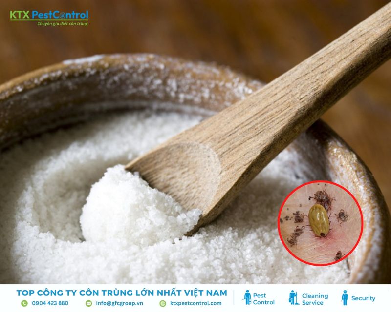 cách diệt bọ chét tận gốc bằng hàn the