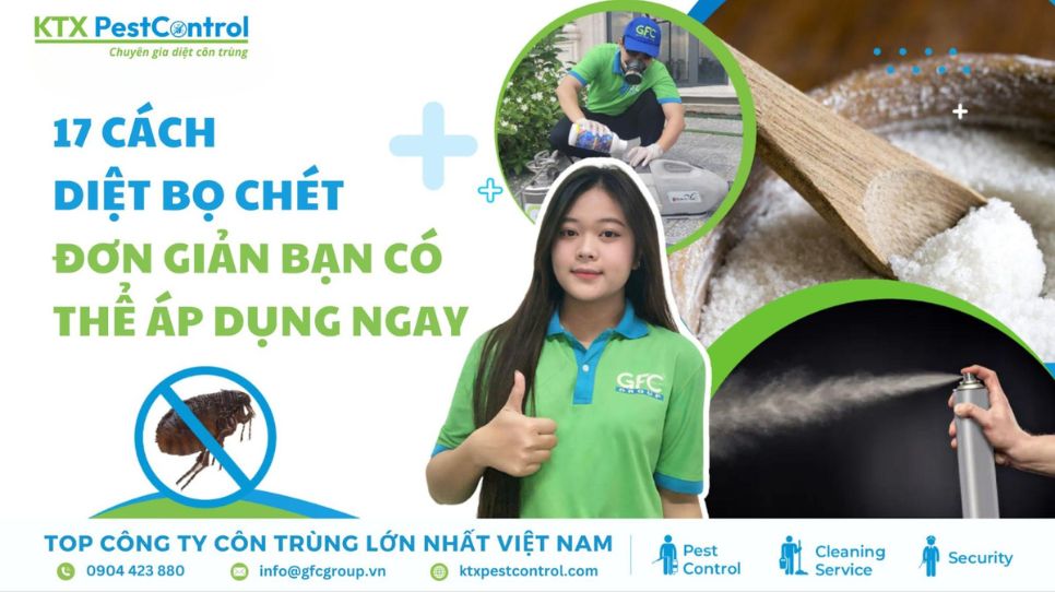 Cách diệt bọ chét trong nhà đơn giản