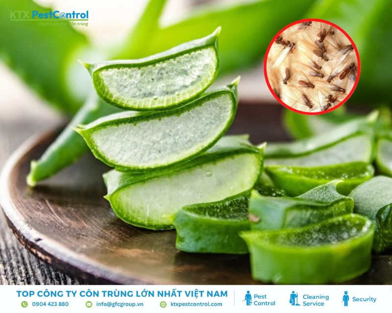 cách diệt mối dân gian bằng nha đam