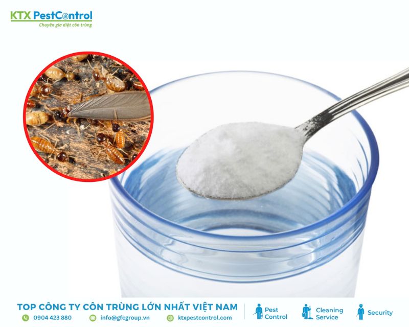 cách diệt mối bằng muối đơn giản tại nhà