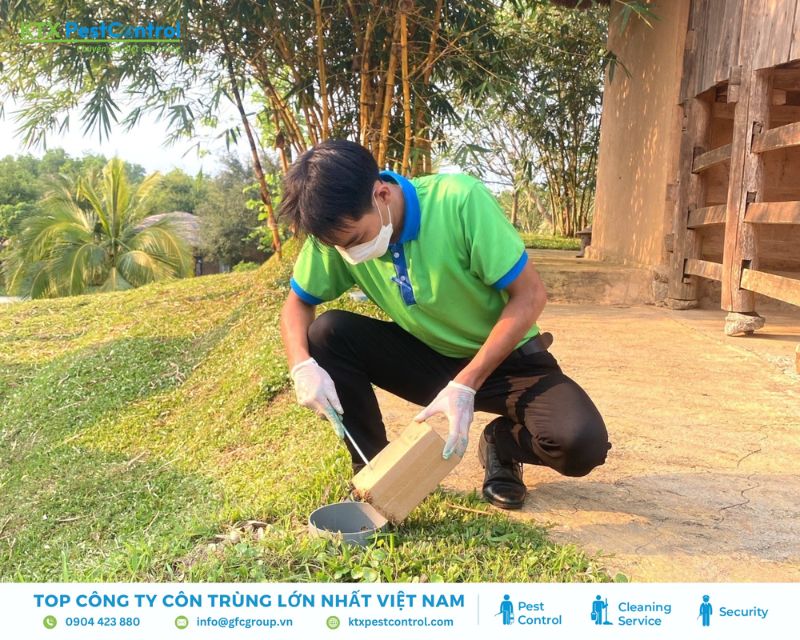 KTX cung cấp giải pháp diệt mối tận gốc tại nhà