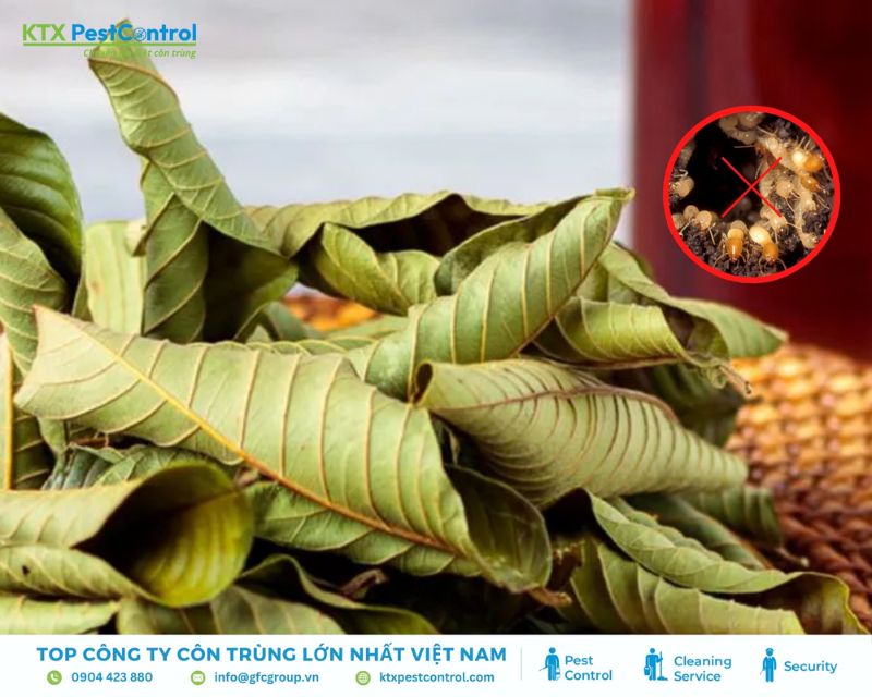 tiêu diêt mối mọt hiệu quả bằng lá ổi
