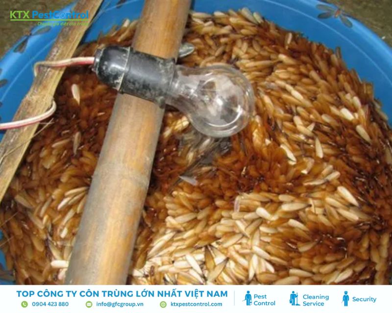 cách diệt mối tận gốc bằng ánh sáng và chậu nước