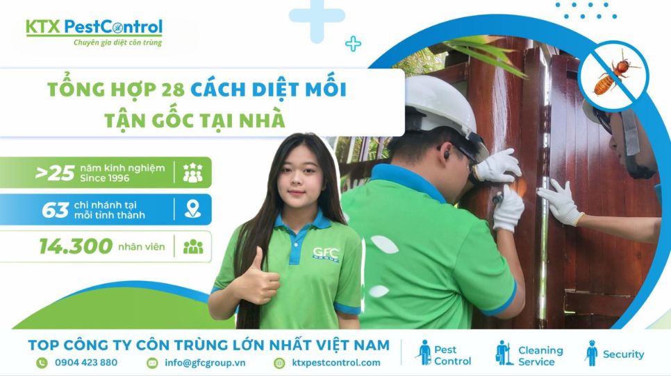 28 cách diệt mối tận gốc tại nhà