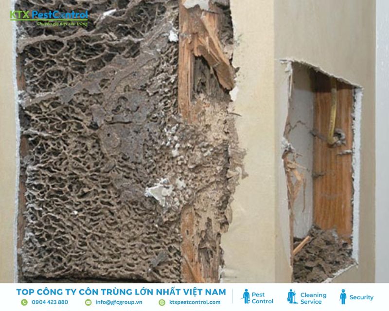 Mối đục khoét tường gỗ