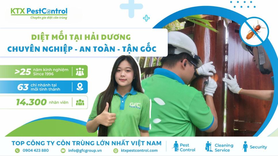 dịch vụ diệt mối Hải Dương uy tín, tận gốc