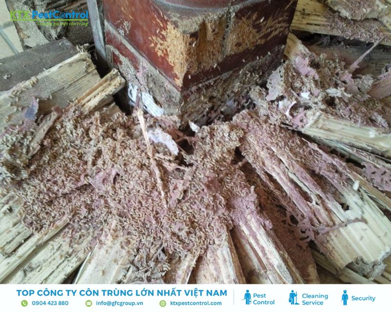 kỹ thuật viên dịch vụ diệt mối quận 7 kiểm tra đường mối ẩn phía sau tủ gỗ