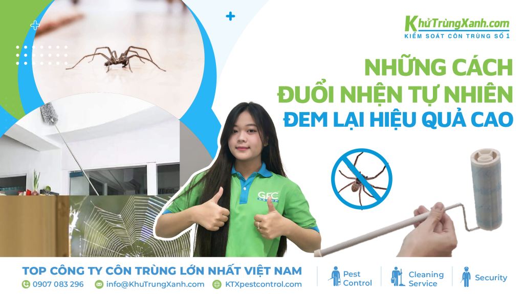 cách đuổi nhện
