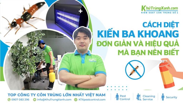 Cách diệt kiến ba khoang đơn giản và hiệu quả mà bạn nên biết 