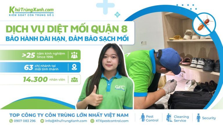 Dịch vụ diệt mối Quận 8 – Bảo hành dài hạn, đảm bảo sạch mối
