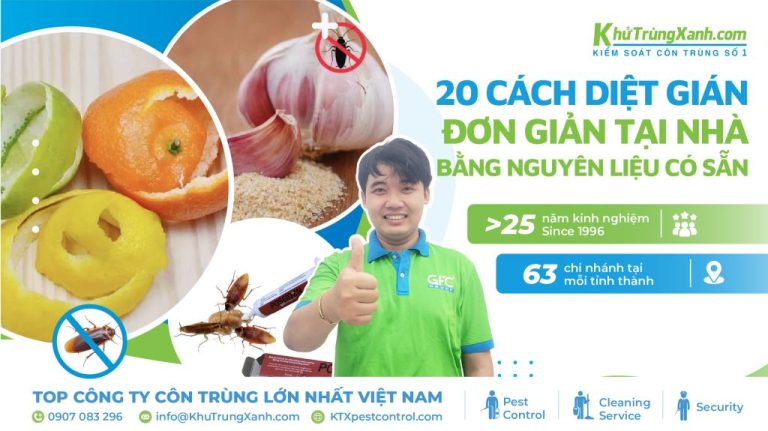 18 cách diệt gián đơn giản tại nhà bằng nguyên liệu có sẵn