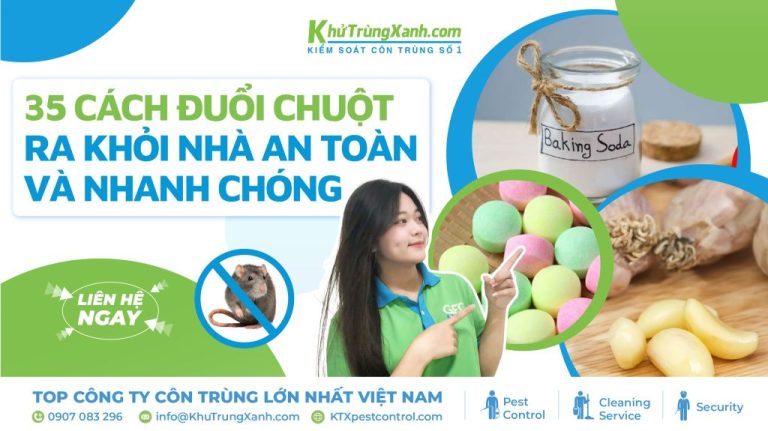 35 cách đuổi chuột ra khỏi nhà an toàn và nhanh chóng