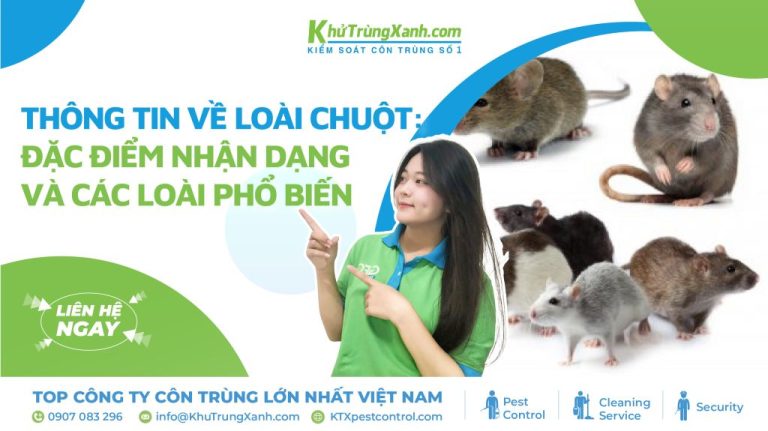 Thông tin về loài chuột: Đặc điểm nhận dạng và các loài phổ biến