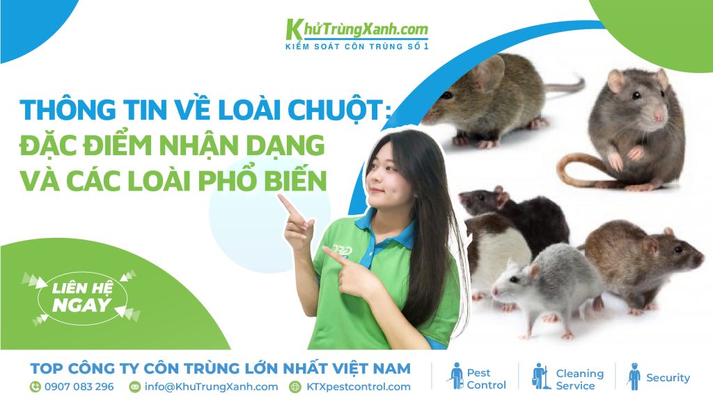 thông tin khoa học về loài chuột