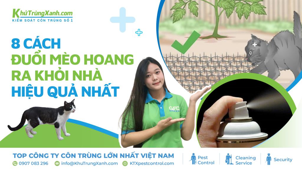 cách đuổi mèo ra khỏi nhà