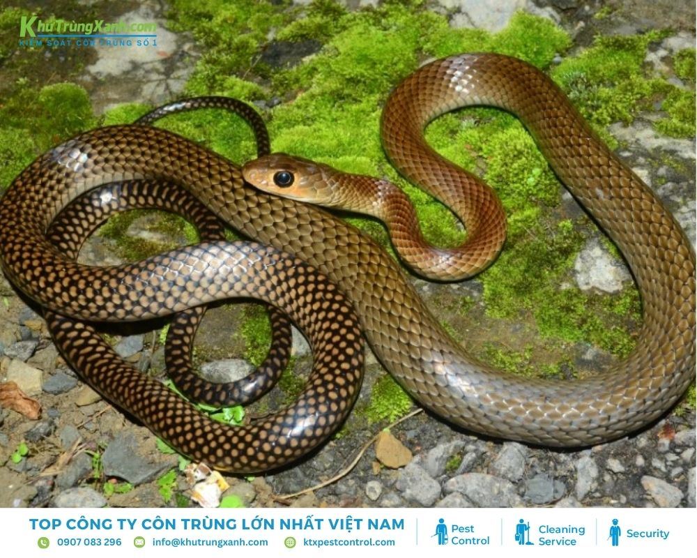 Tại Việt Nam, rắn ráo là một trong những loại rắn thường gặp.