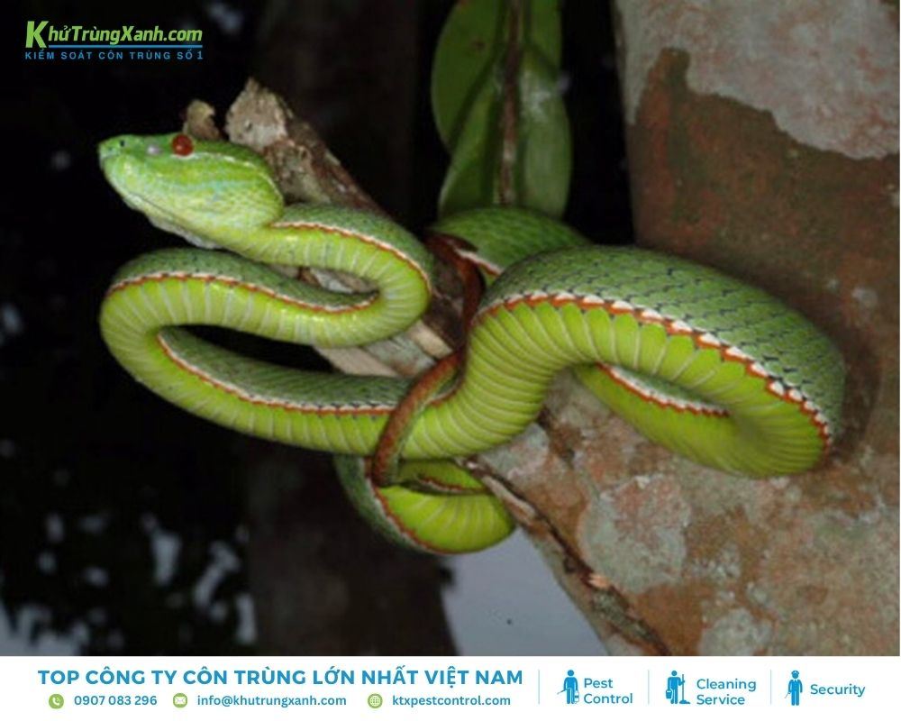 Loài rắn lục Von Gen có khả năng ẩn mình và săn mồi một cách đầy tinh ranh