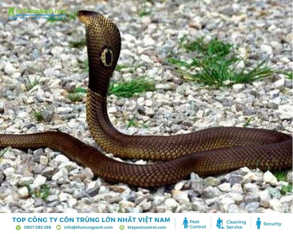 Rắn hổ mang đất là một trong những loài rắn độc phổ biến ở Việt Nam