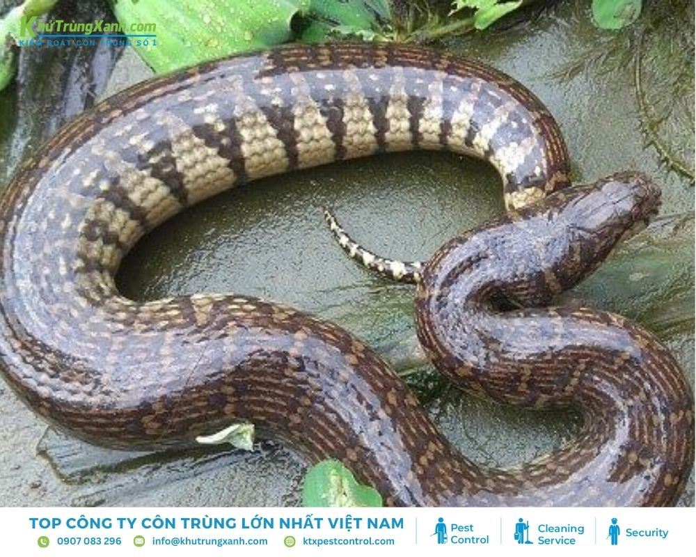 Tuổi thọ trung bình của rắn ri voi có thể đạt tới 10 năm