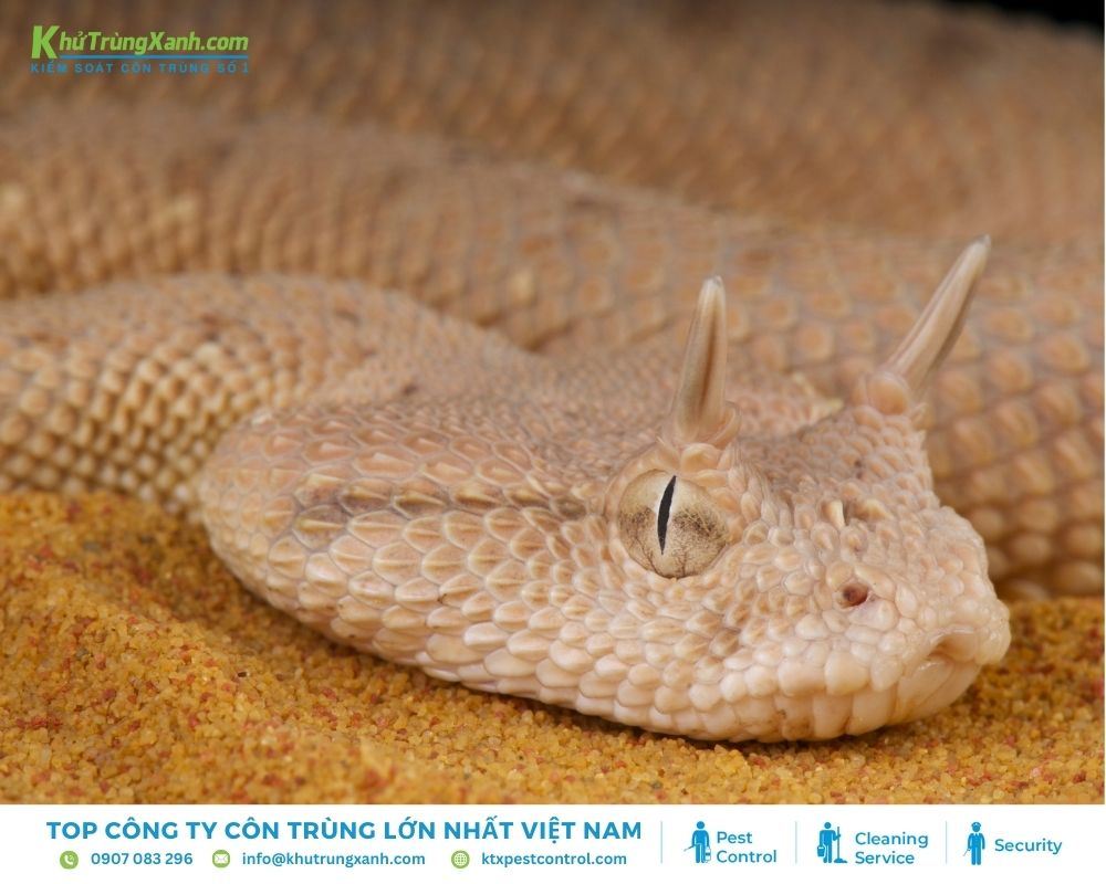 Ngoài tên gọi rắn lục sừng, loài rắn này còn được biết đến với cái tên rắn quỷ