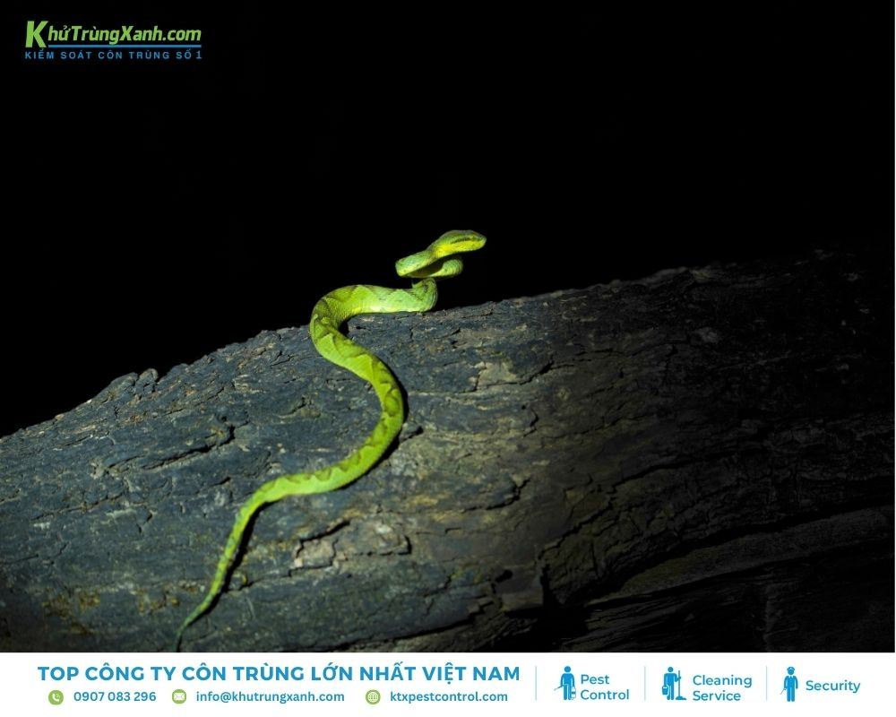 Rắn lục đuôi đỏ thuộc một trong những nhóm rắn lục có độc tính mạnh nhất