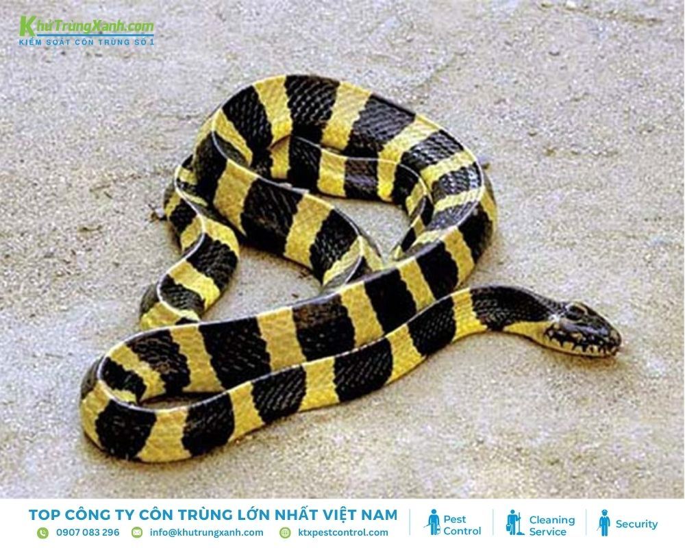 Chiều dài của rắn cạp nong có thể lên tới 1m