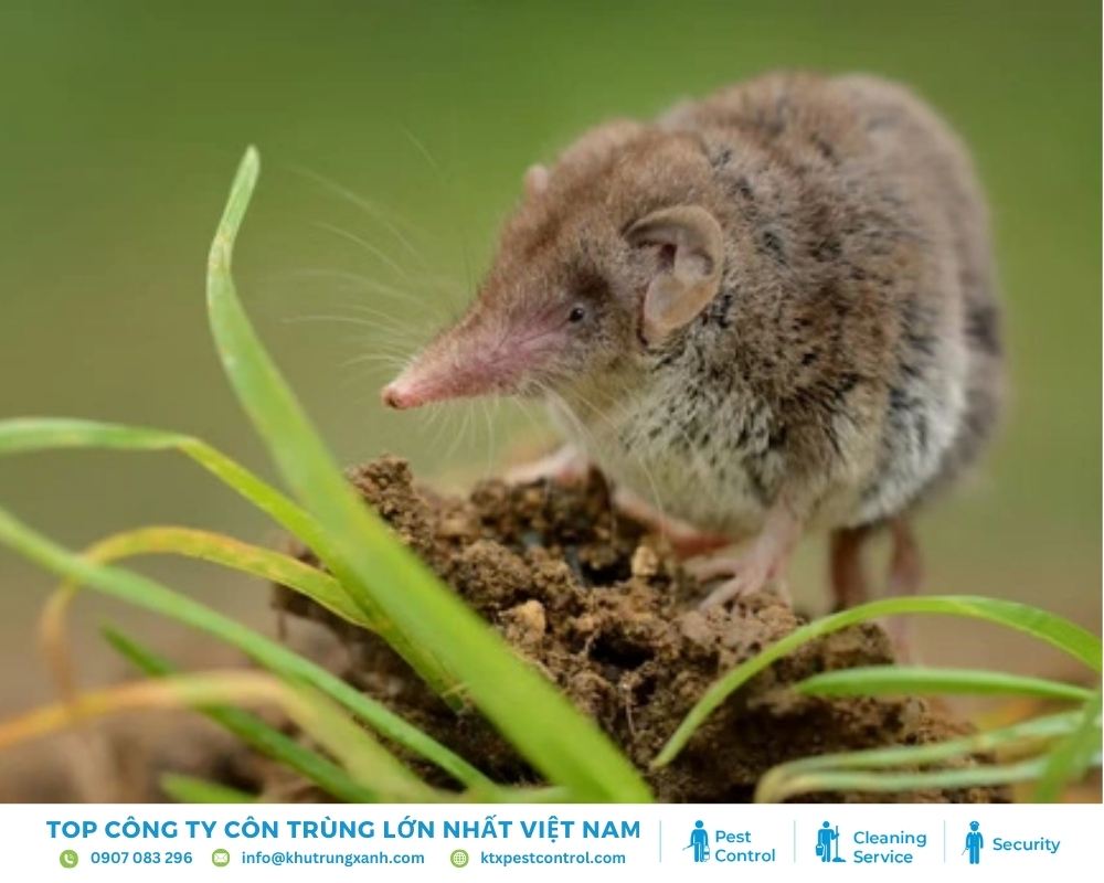 Chuột chù là loài gặm nhấm