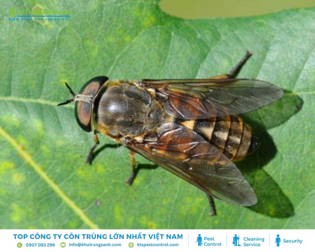 Ruồi trâu có thân hình chắc chắn, màu sắc đa dạng từ đen, nâu đến xanh lá cây hoặc xanh đen