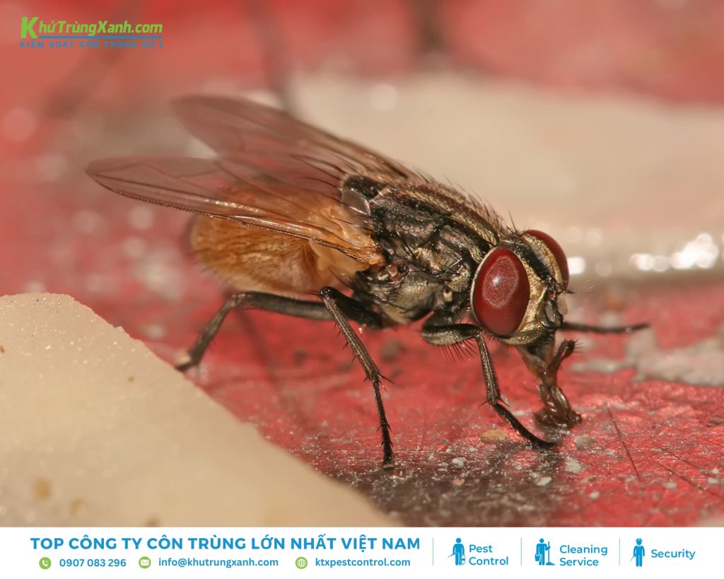 Ruồi nhà có thân hình nhỏ bé, màu xám, trên lưng có 4 sọc đen đặc trưng