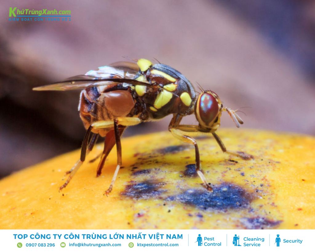 Ruồi trái cây có vòng đời ngắn, chỉ khoảng 10-14 ngày