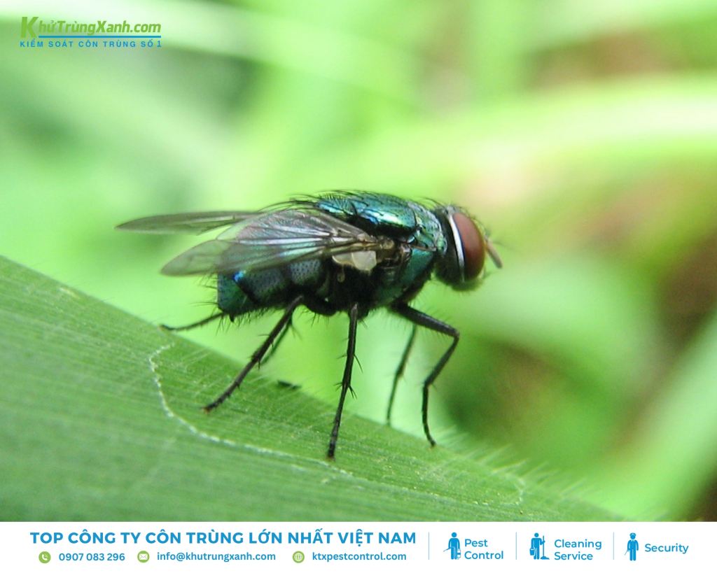 Nhặng xanh có kích thước lớn hơn ruồi nhà, thân hình mập mạp và lông dày
