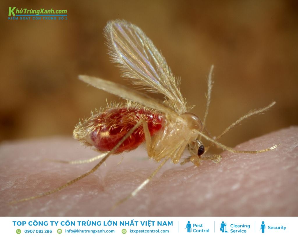 Ruồi cát có kích thước rất nhỏ, chỉ khoảng vài mm
