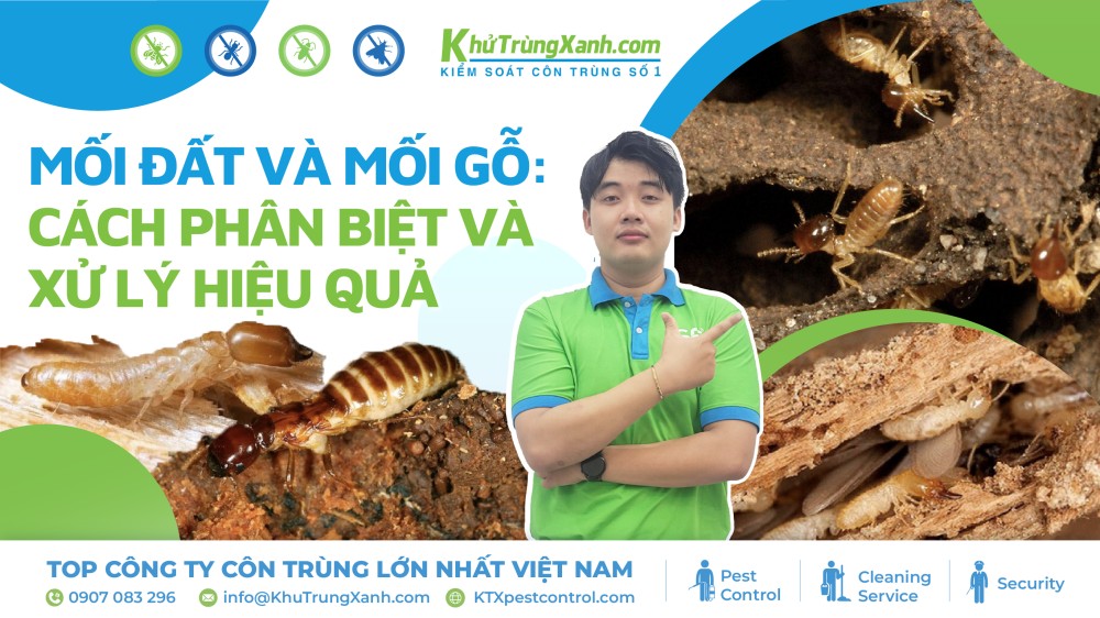 mối đất và mối gỗ