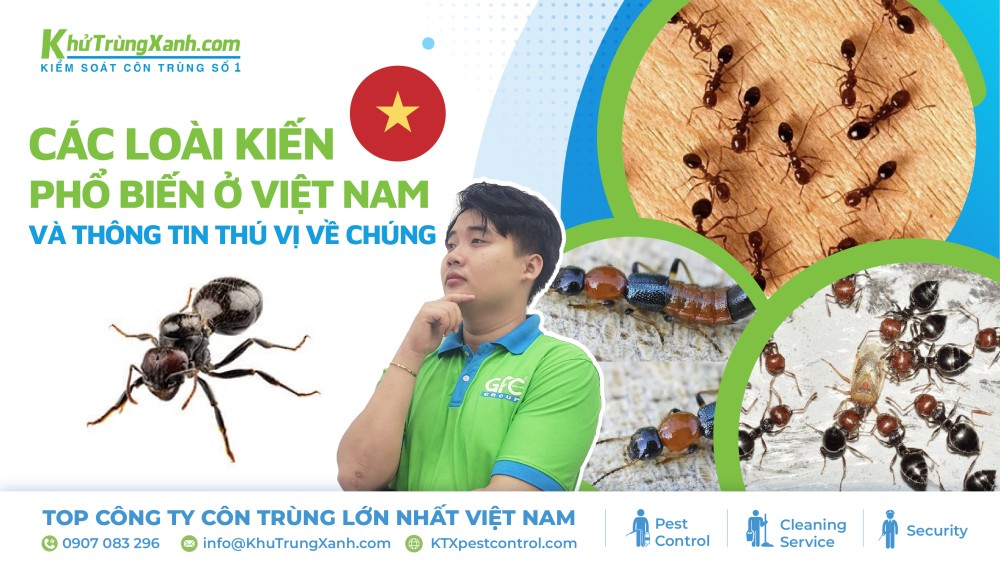 kiến