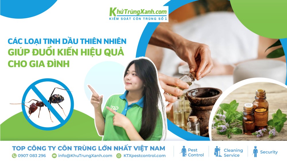 tinh dầu đuổi kiến