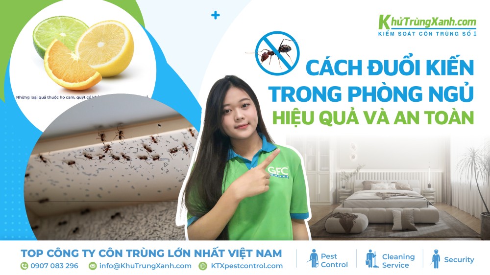 đuổi kiến trong phòng ngủ
