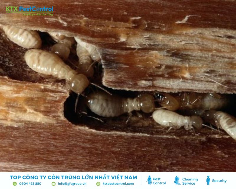 mối gỗ sống ẩn trong gỗ