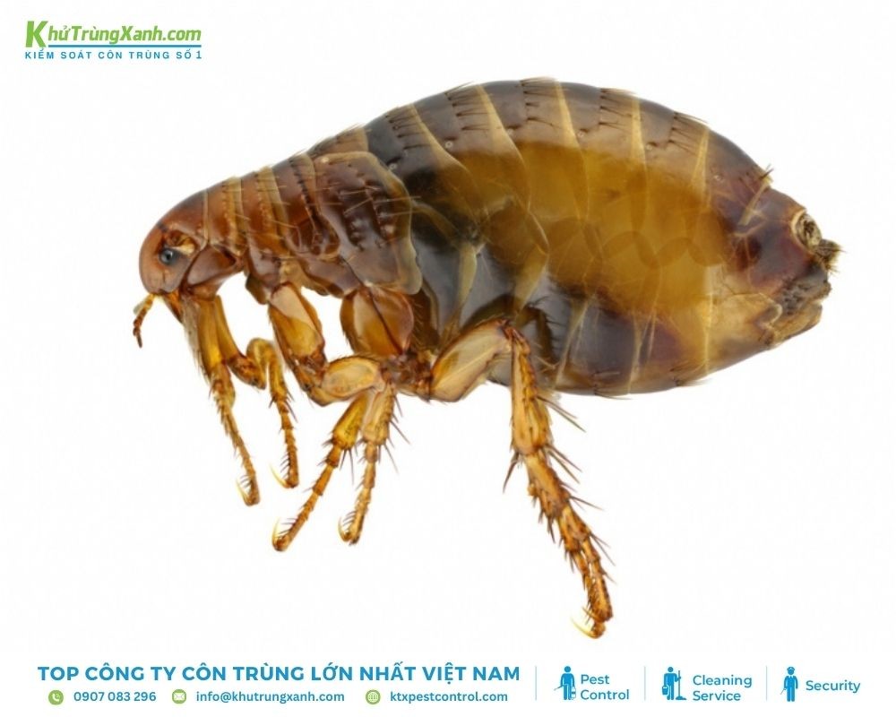 Bọ chét chó là loài ký sinh trên chó