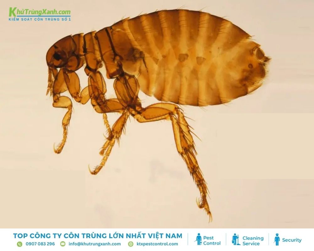 Bọ chét người gây khó chịu qua vết cắn đau đớn