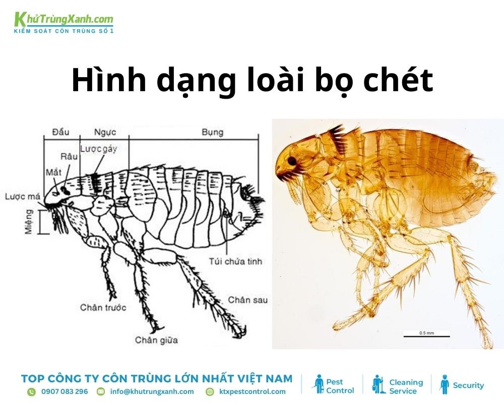 Thông tin khoa học về loài bọ chét