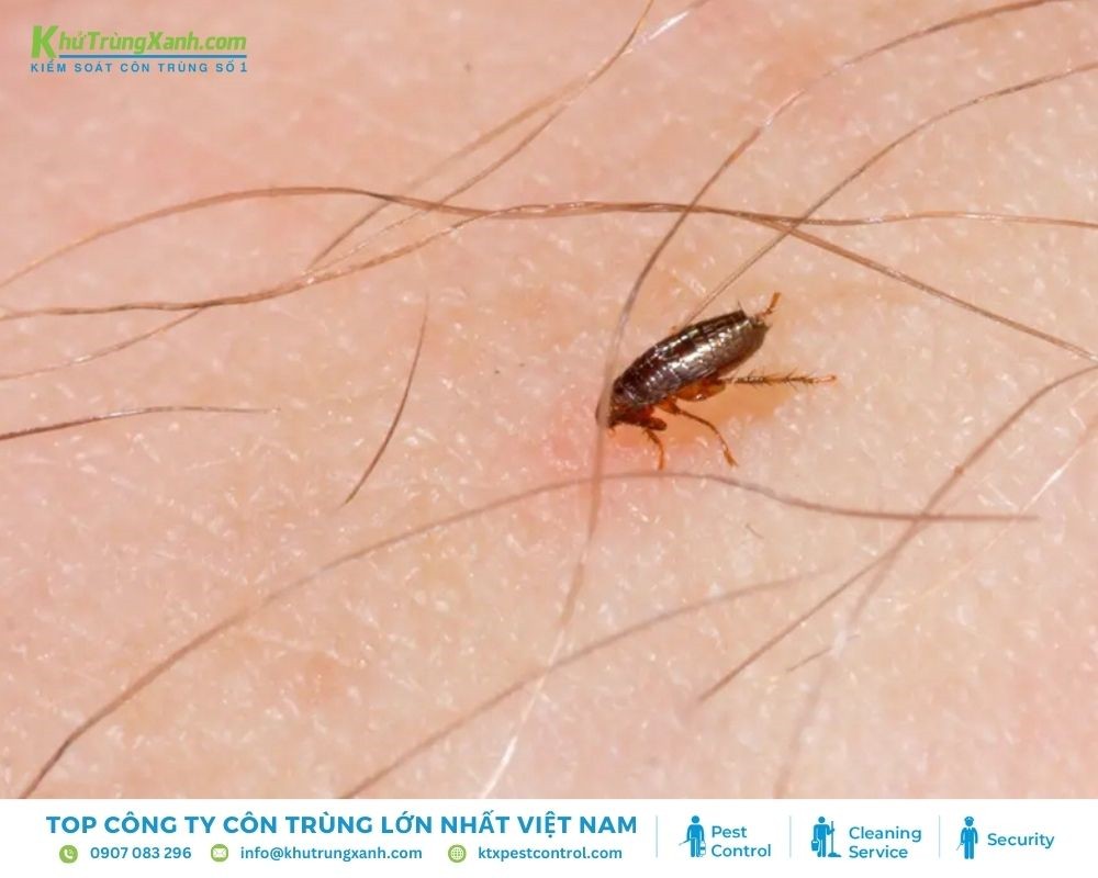 Những phương pháp diệt trừ bọ chét hiệu quả
