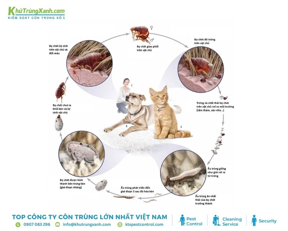 Vòng đời của bọ chét bao gồm 4 giai đoạn