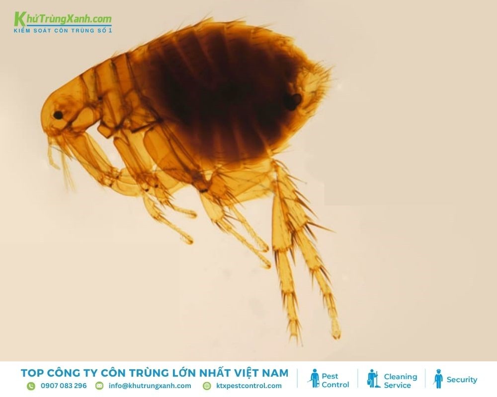 Bọ chét chuột là nguyên nhân gây ra nhiều dịch bệnh nguy hiểm