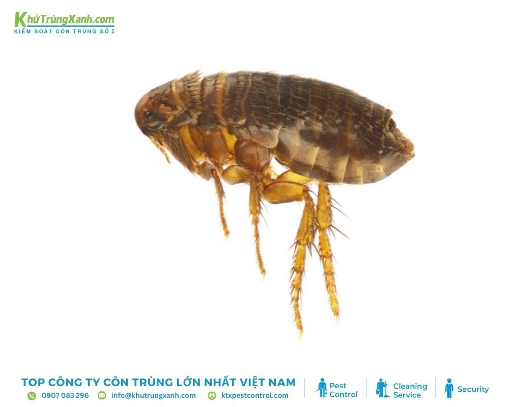 Đặc điểm của loài bọ chét mèo
