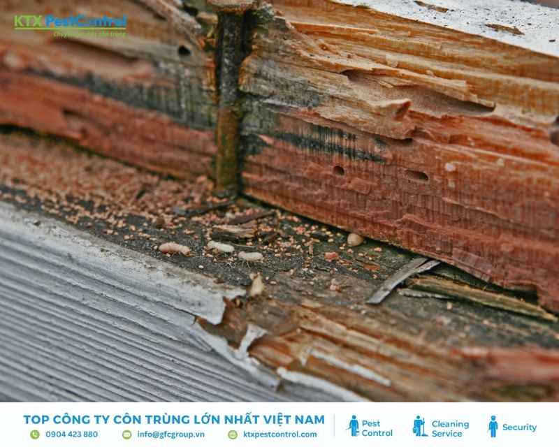 Tác hại của các loài côn trùng gây ra